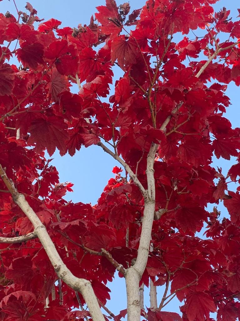 FRA IL CIELO E GLI ALBERI
