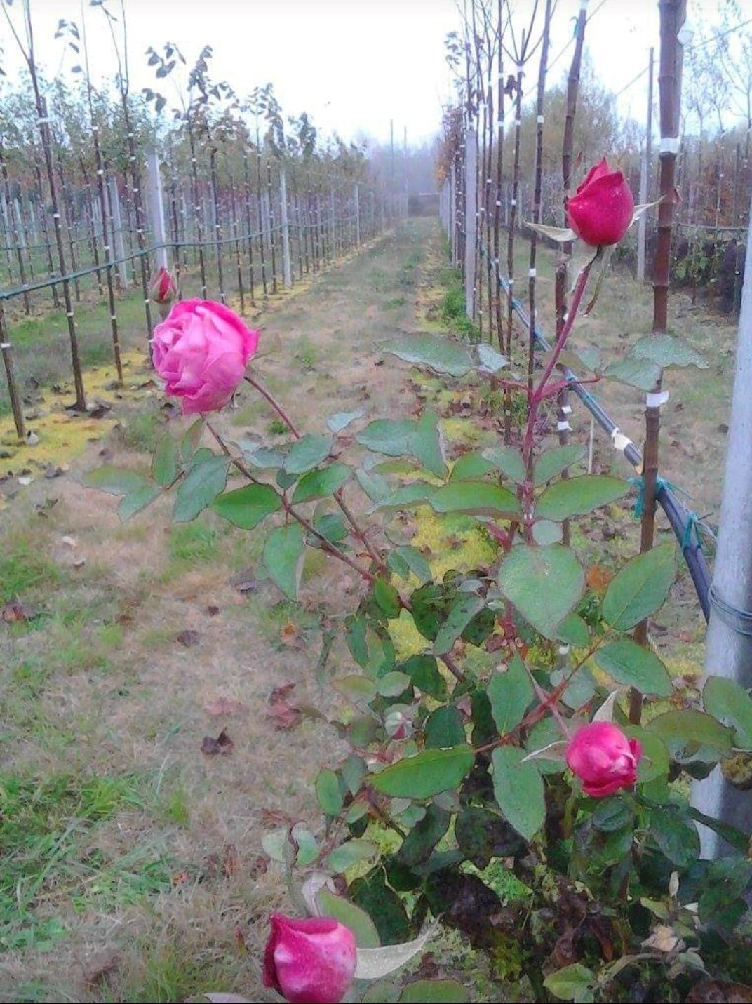 SOGNAVO ROSE..