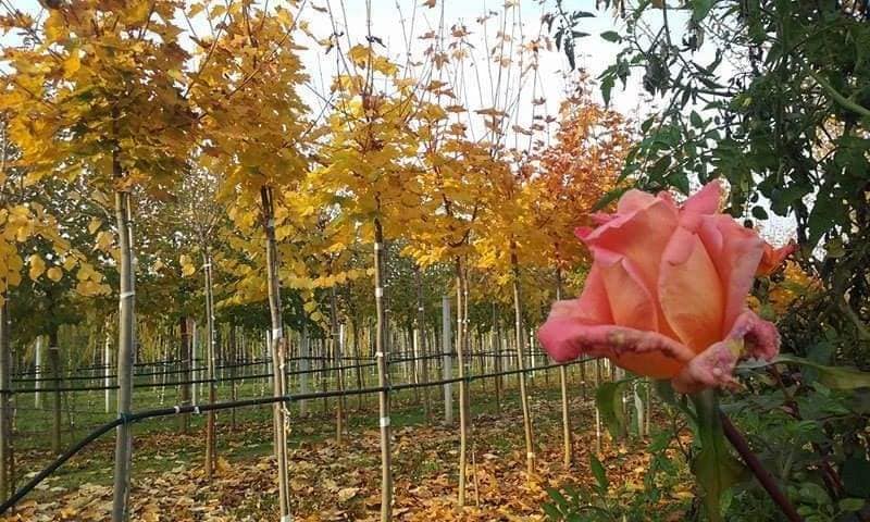 SONO I GIARDINI
