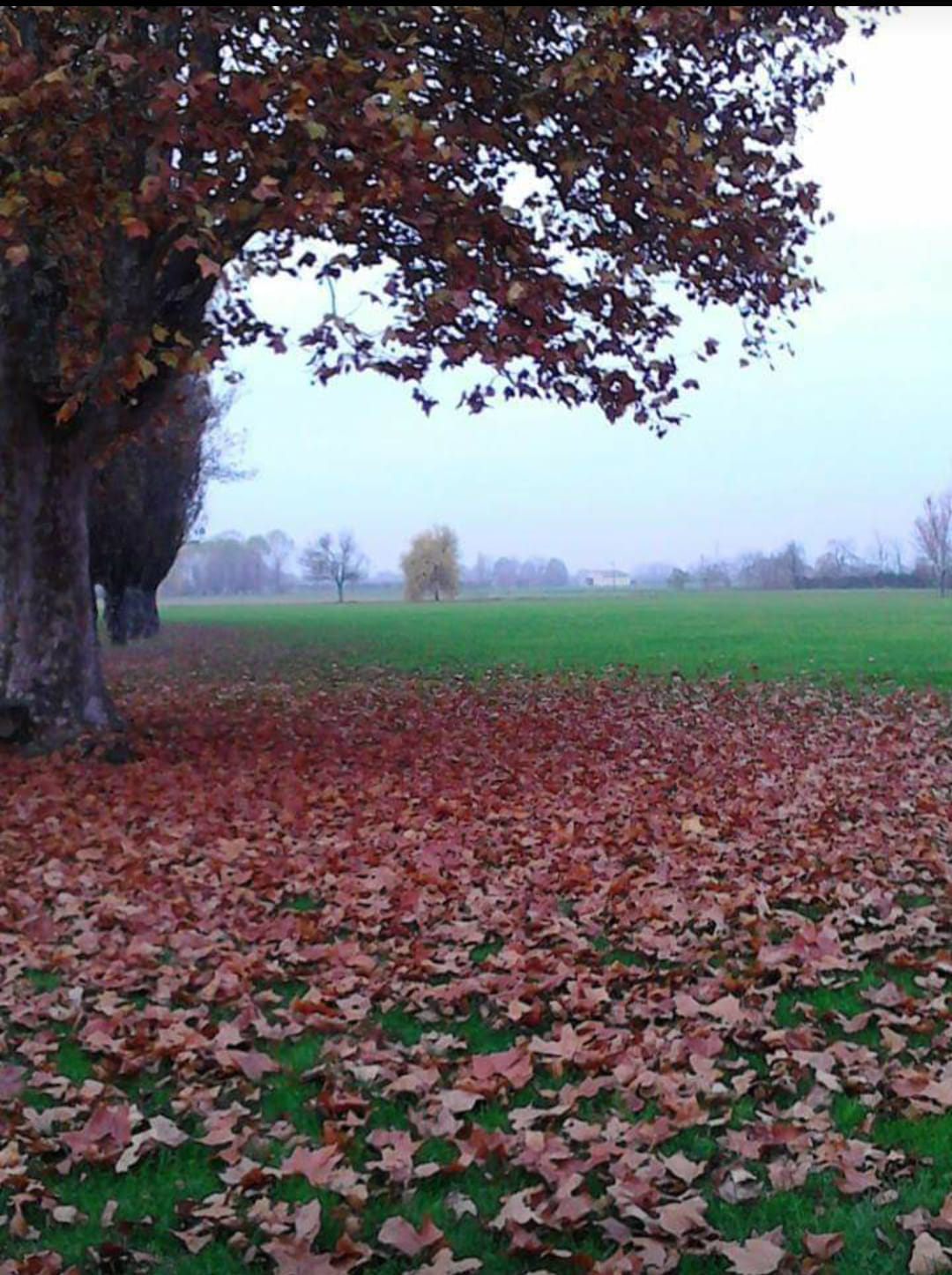 GLI ALBERI GUARISCONO