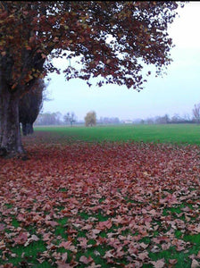 GLI ALBERI GUARISCONO