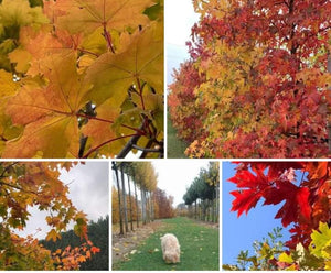 OTTOBRE DORATO