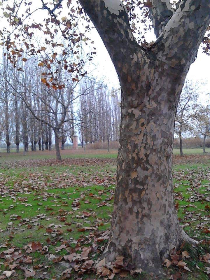 CI ABBRACCIA L'ARGENTO