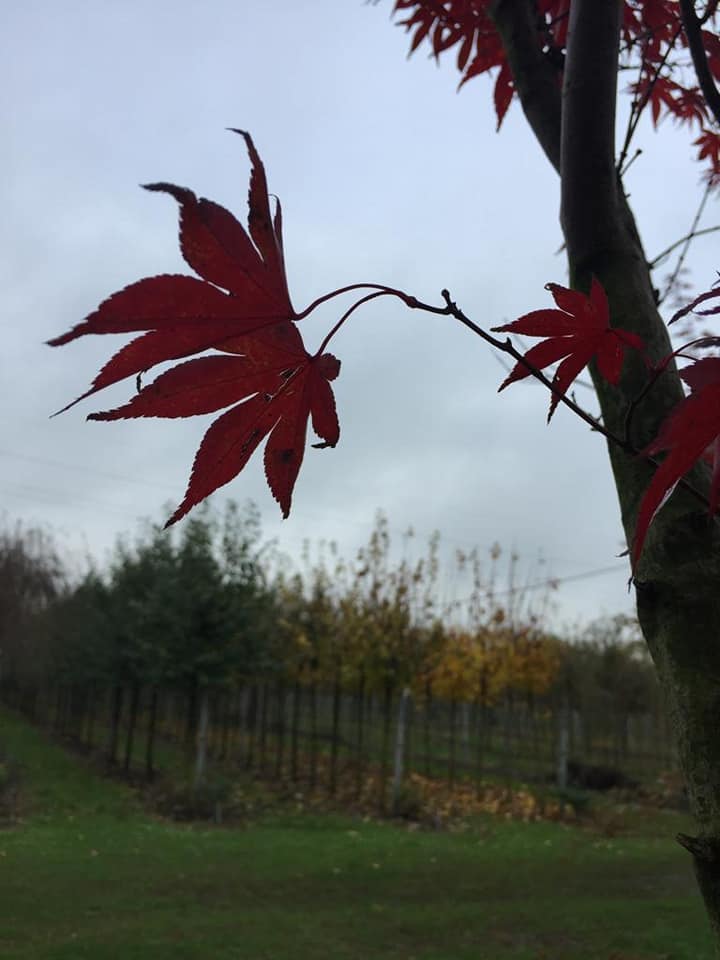 ...E TREMO' L'AUTUNNO