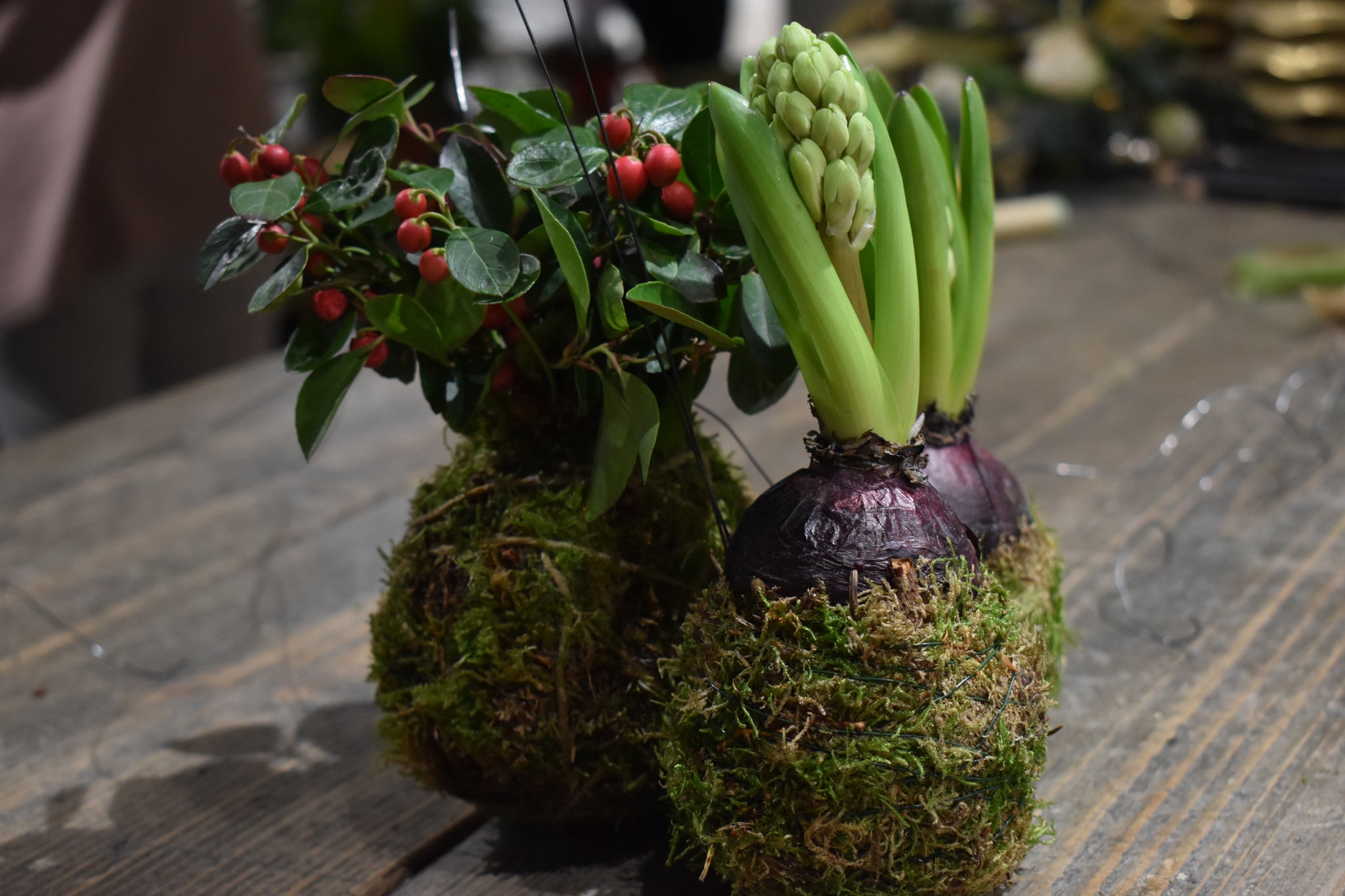 Laboratorio di Kokedama - Sabato 16 Dicembre