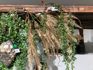 Fern plant gold lace fern bush