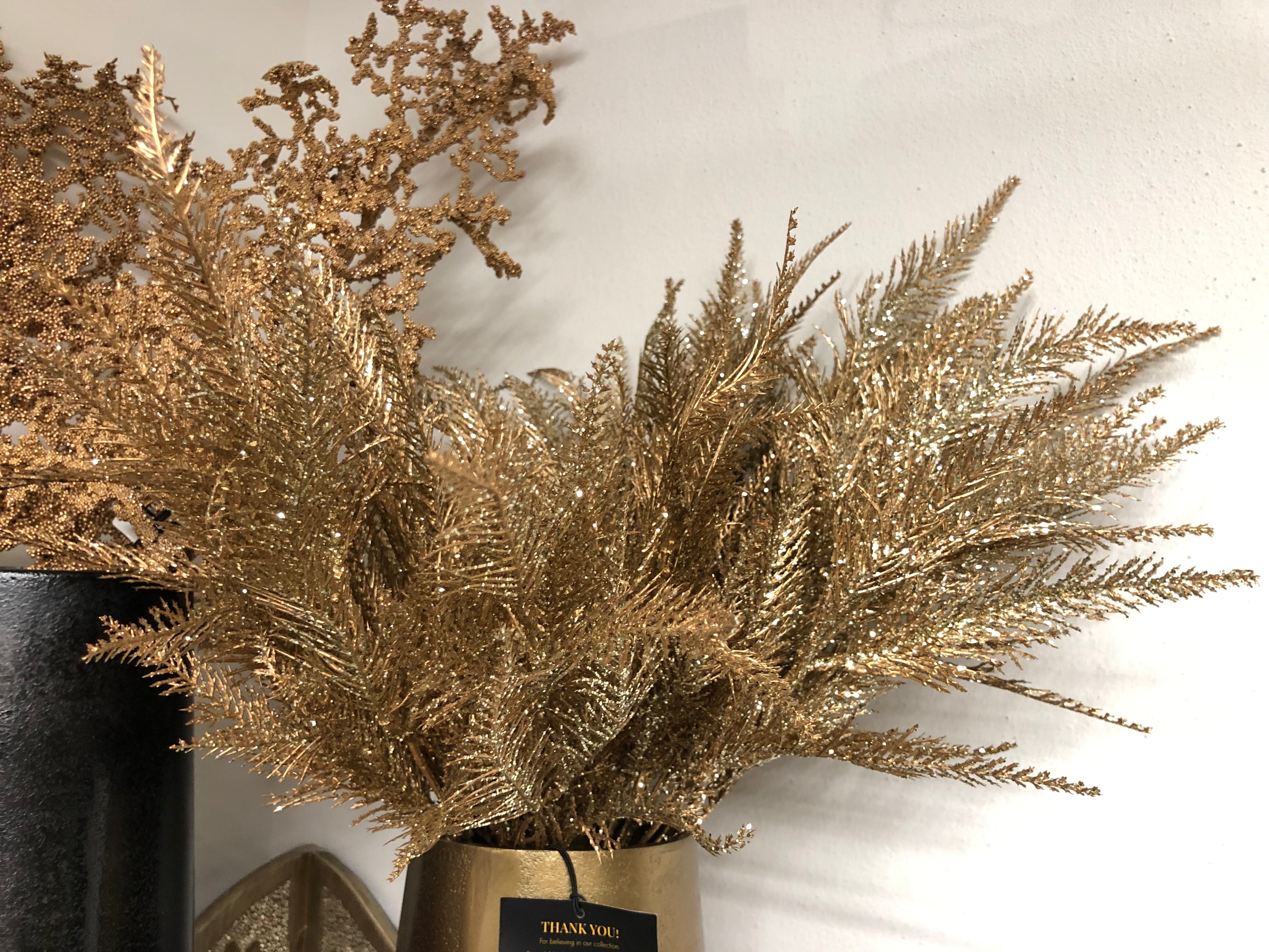 Fern plant gold lace fern bush
