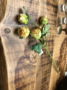 Rosa - bocciolo