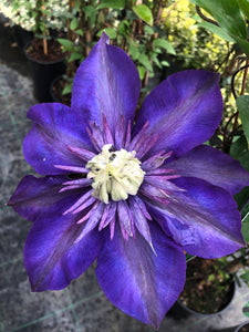 Clematis