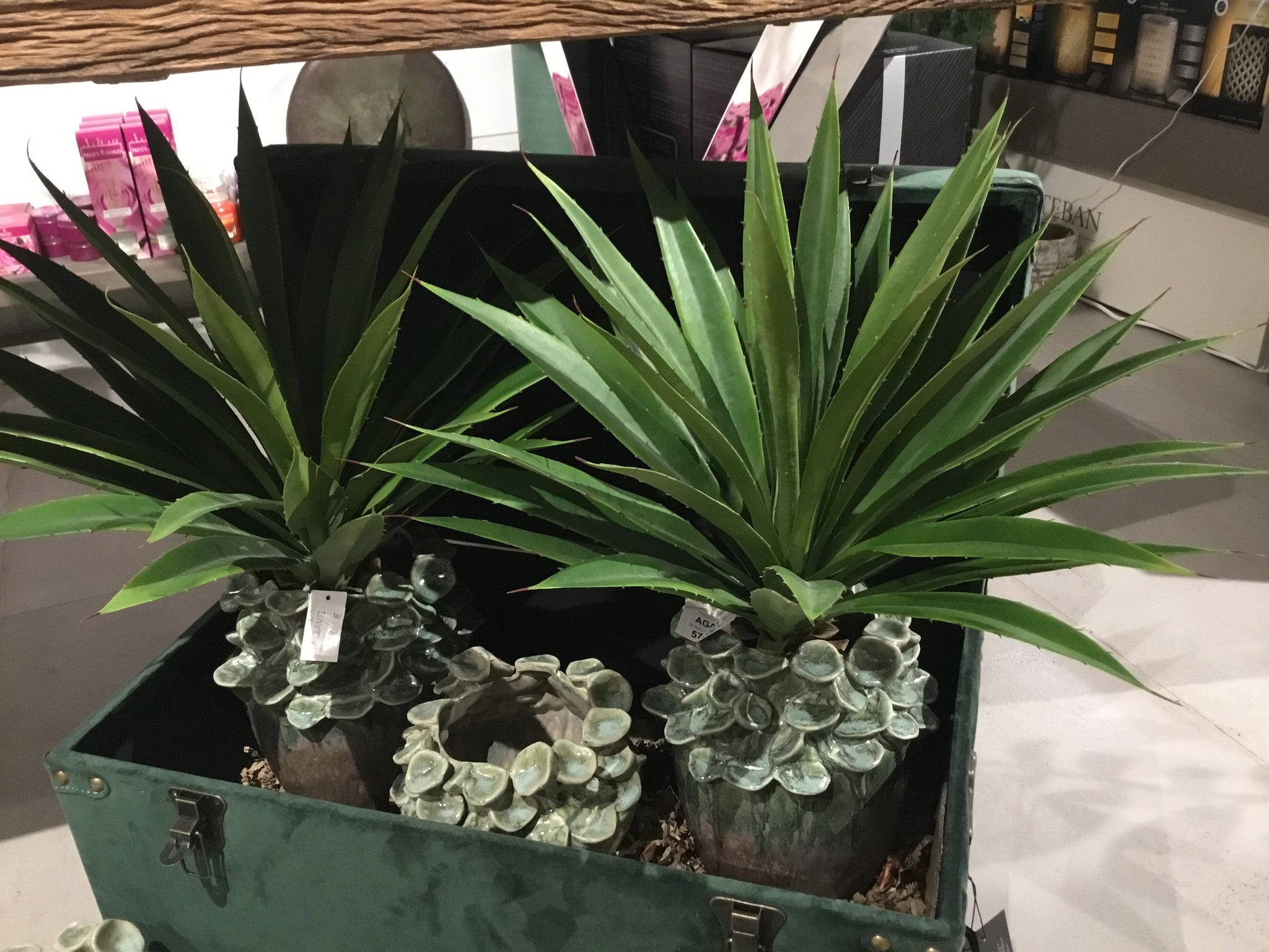 Agave