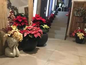 Busto testa ( 821470)
