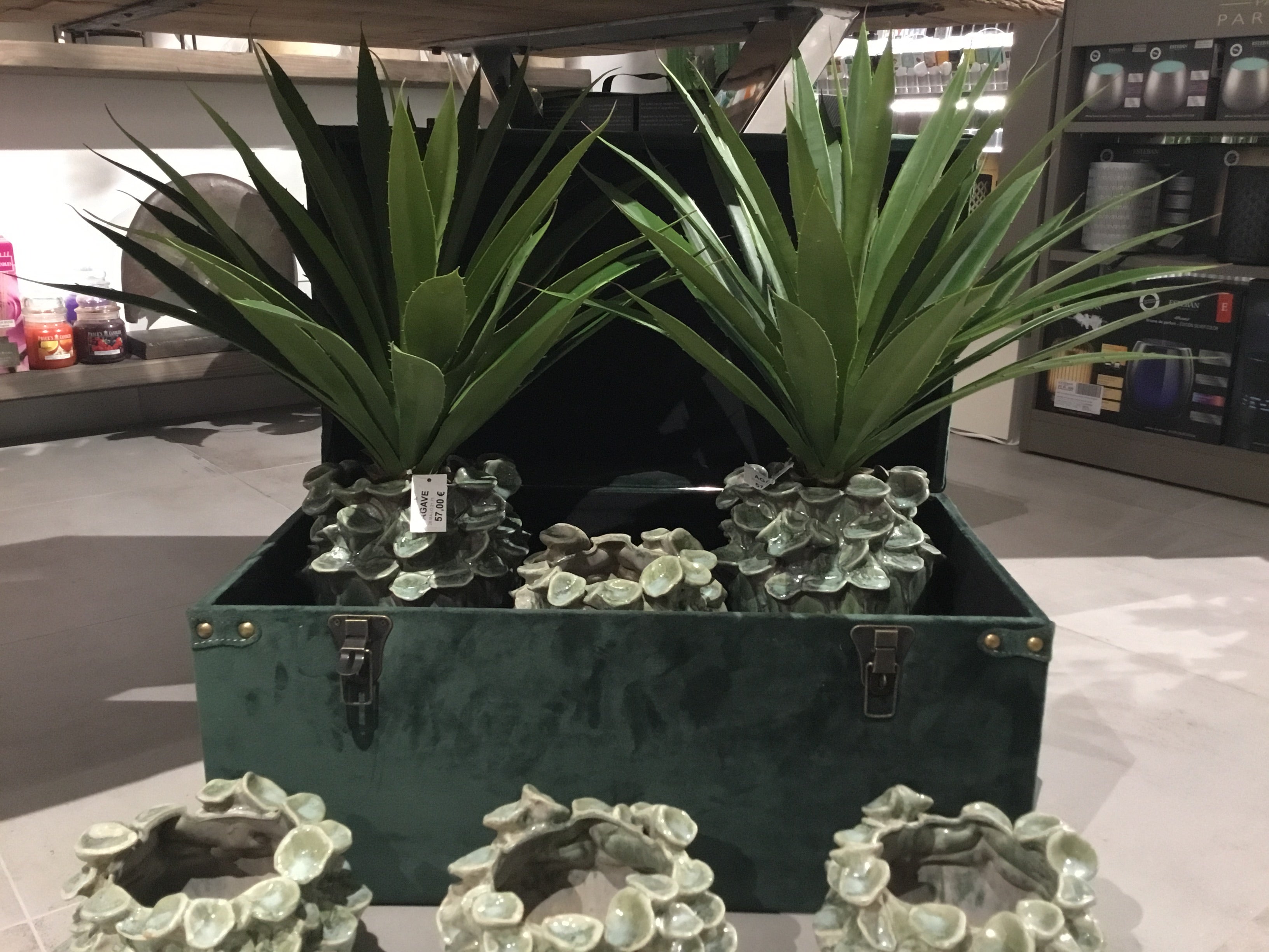 Agave