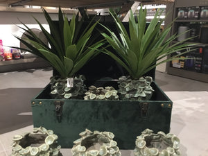 Agave