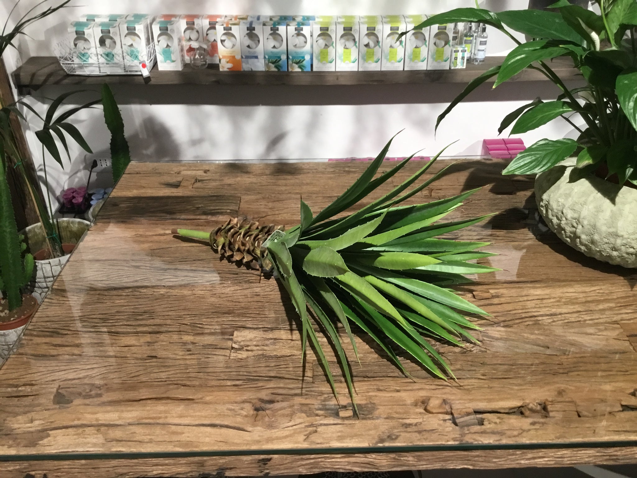 Agave