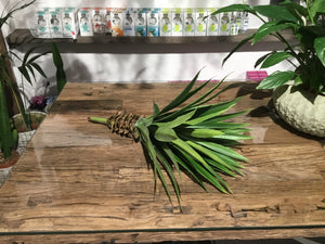 Agave