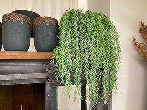 Succulent plant green hanging fern