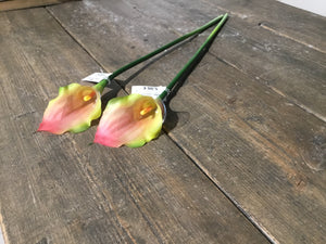 Calla piccola