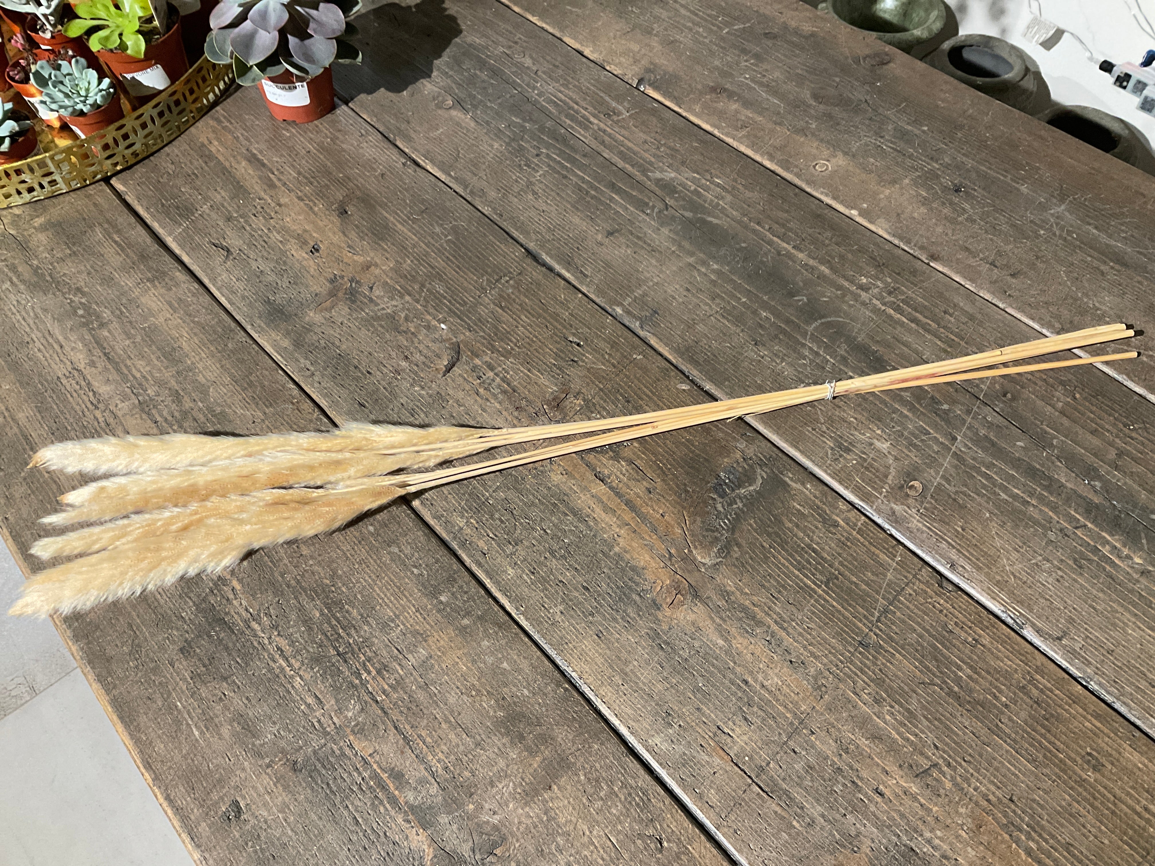Dried twing cream pampas grass small 6pcs