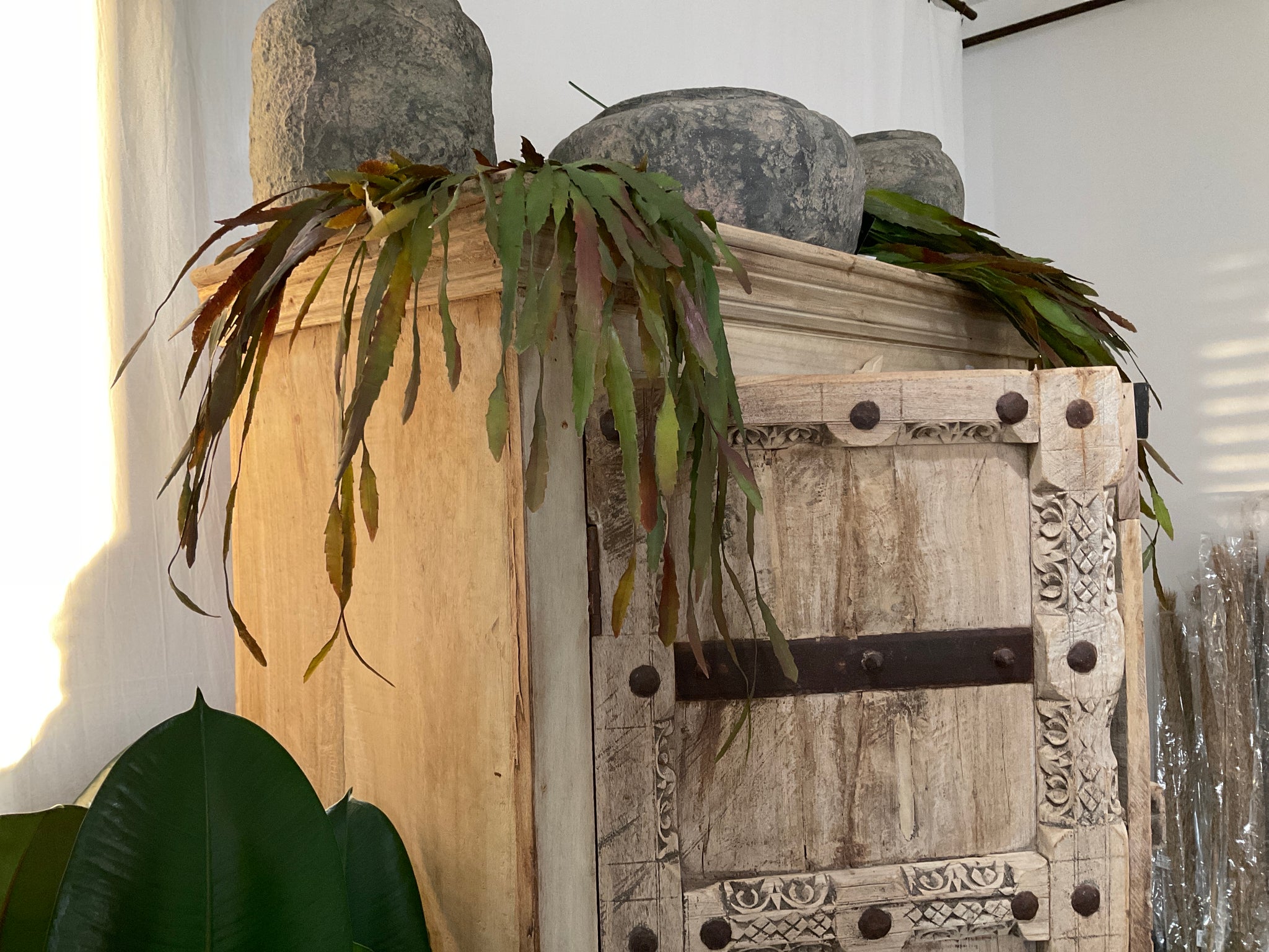 Succulent plant green with brown hanging fern