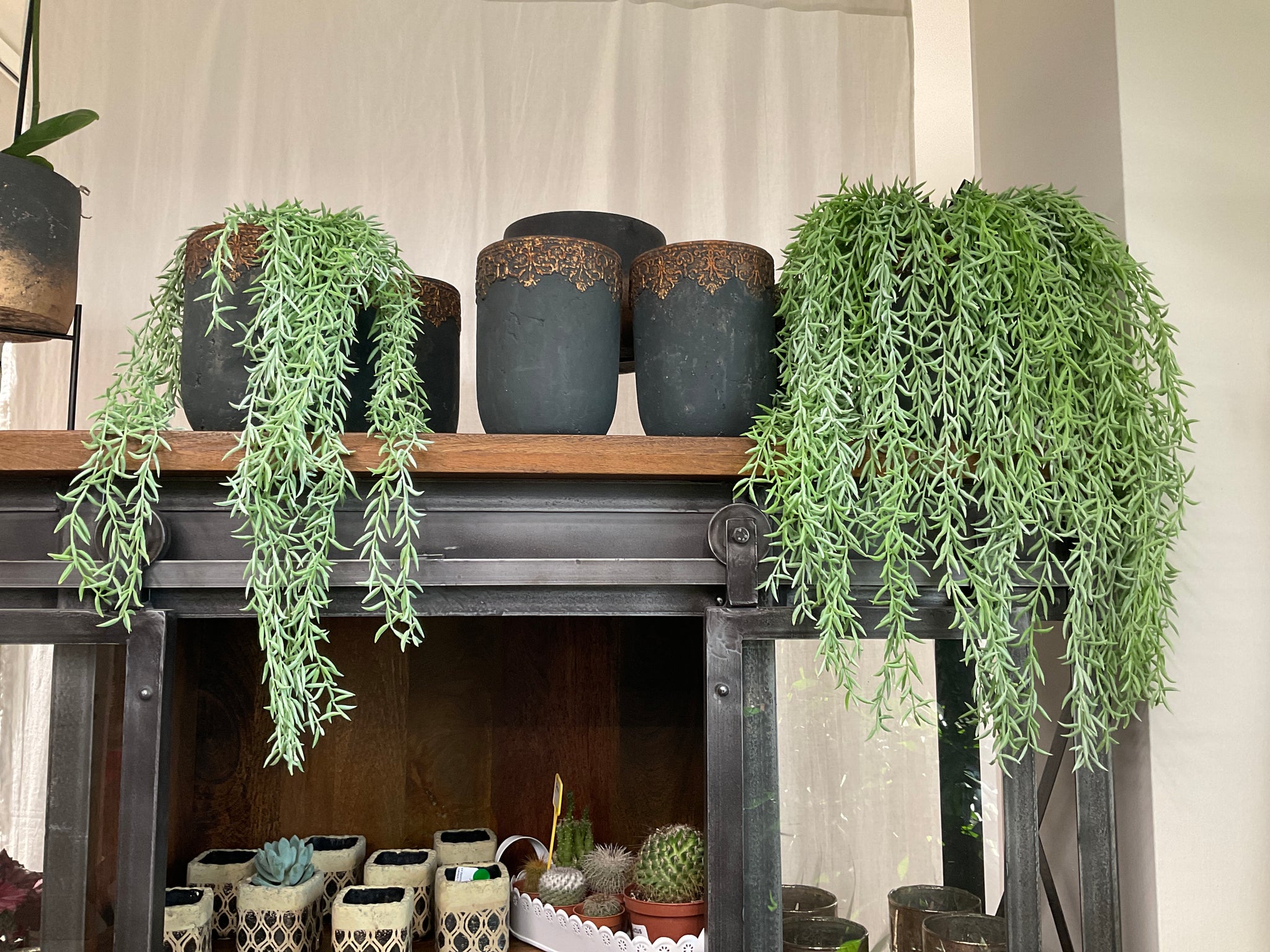Succulent plant green hanging fern